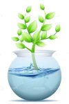 Plant Growing From Fishbowl Full of Water